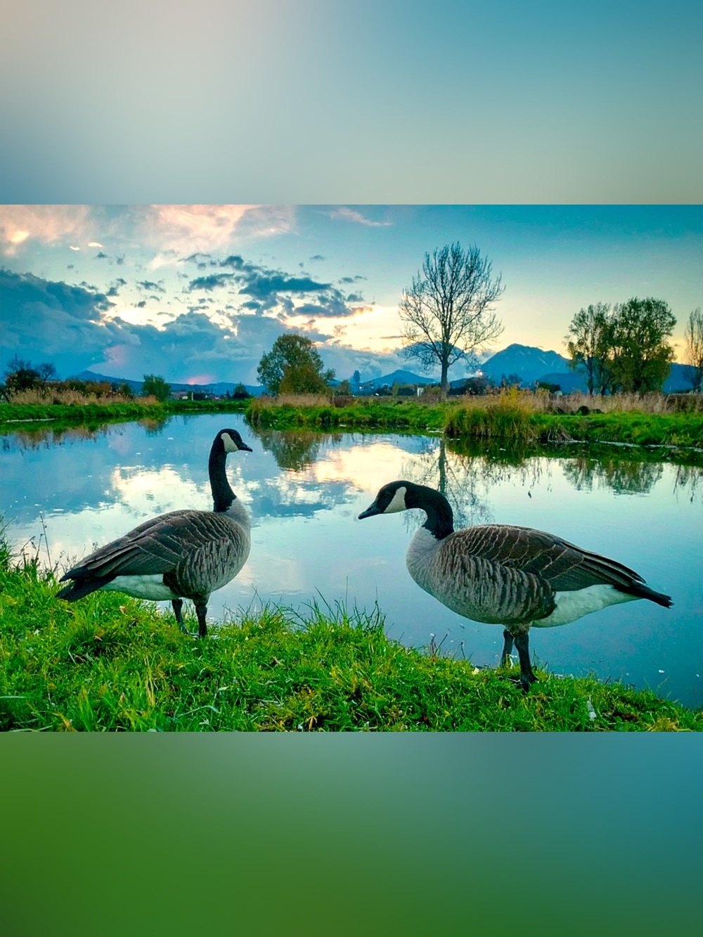 Serene Canada Geese by Pond – Nature Photography Wall Art (Green, Blue)